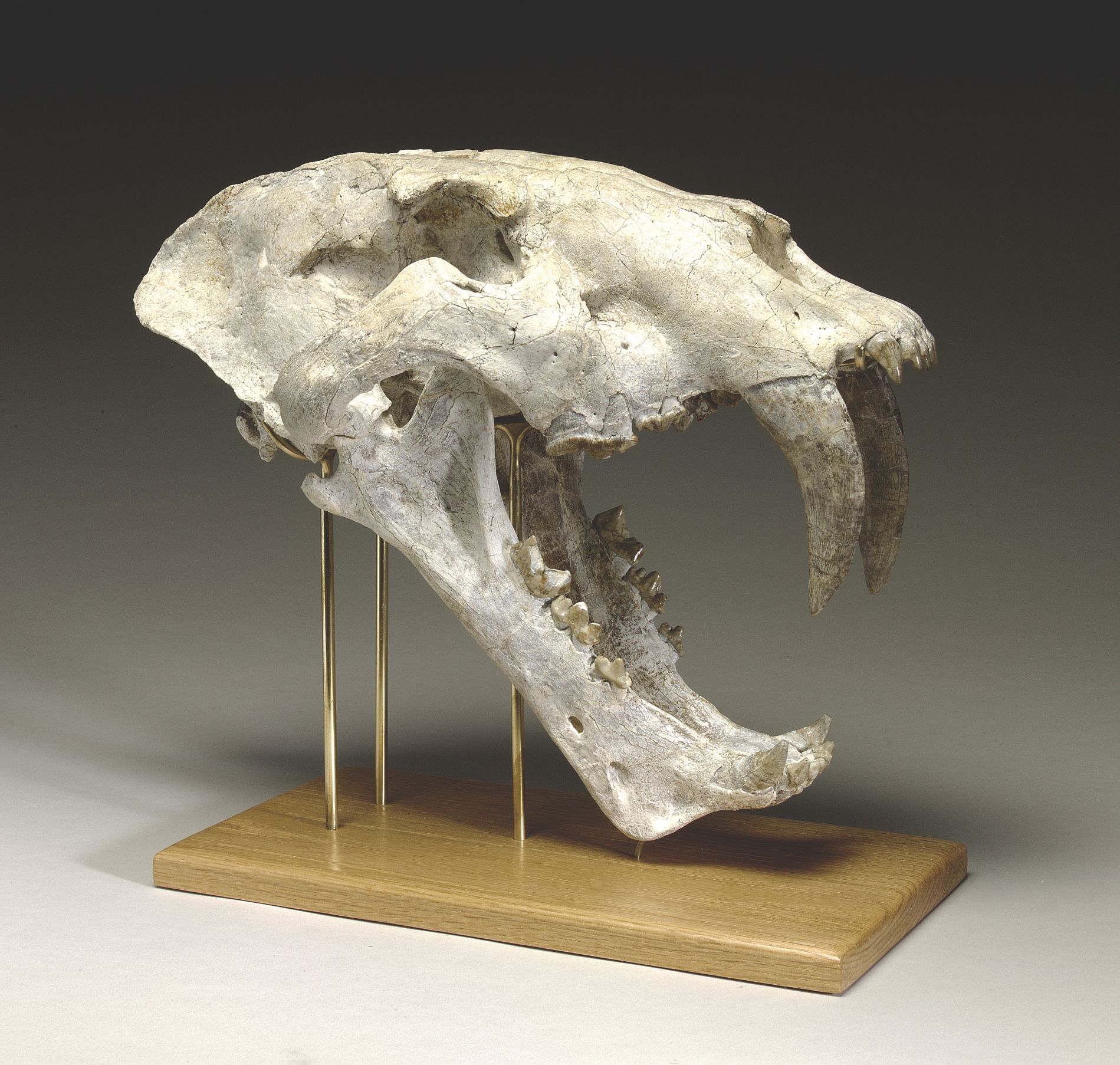 Mislabeled Saber-Toothed Cat Skull Rescued from 50-Year-Old Museum Collections